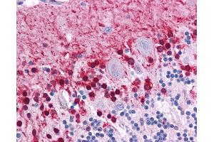 Anti-KLF2 antibody IHC of human brain, cerebellum. (KLF2 anticorps  (AA 216-265))