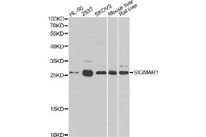Western blot analysis of extracts of various cell lines, using SIGMAR1 antibody (ABIN5973191) at 1/500 dilution. (SIGMAR1 anticorps)