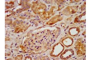 IHC image of ABIN7166879 diluted at 1:600 and staining in paraffin-embedded human kidney tissue performed on a Leica BondTM system. (PNPO anticorps  (AA 114-207))