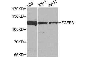 Western blot analysis of extracts of various cell lines, using FGFR3 antibody. (FGFR3 anticorps)