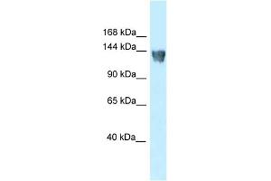 WB Suggested Anti-Xpo5 Antibody   Titration: 1. (XPO5 anticorps  (N-Term))