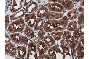 Immunohistochemical staining of paraffin-embedded Human Kidney tissue using anti-MYD88 mouse monoclonal antibody. (MYD88 anticorps)