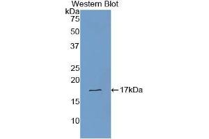Western blot analysis of recombinant Human TTR. (TTR anticorps  (AA 21-147))