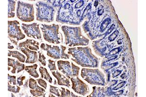 NARG1 was detected in paraffin-embedded sections of mouse intestine tissues using rabbit anti- NARG1 Antigen Affinity purified polyclonal antibody (Catalog # ) at 1 µg/mL.