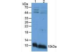 Western blot analysis of (1) Mouse Intestine Tissue and (2) Mouse Stomach Tissue. (APOC3 anticorps  (AA 21-99))