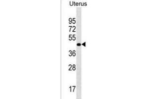 PRR25 Antibody (C-term) (ABIN1537076 and ABIN2850321) western blot analysis in Uterus tissue lysates (35 μg/lane). (PRR25 anticorps  (C-Term))