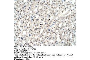 Human kidney (EHF anticorps  (N-Term))