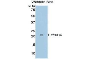 Western Blotting (WB) image for anti-Interleukin 1 alpha (IL1A) (AA 95-269) antibody (ABIN1172160) (IL1A anticorps  (AA 95-269))