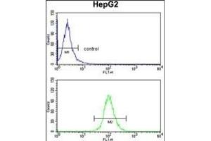 DCL-1 Antibody (Center) (ABIN390422 and ABIN2840810) flow cytometry analysis of HepG2 cells (bottom histogram) compared to a negative control cell (top histogram).