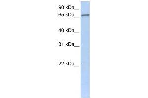 Western Blotting (WB) image for anti-Zinc Finger Protein 41 (ZNF41) antibody (ABIN2459141) (ZNF41 anticorps)