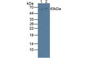 Figure. (IL22R anticorps  (AA 267-565))