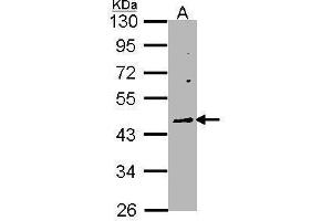 WB Image Sample (30 ug of whole cell lysate) A: Raji 10% SDS PAGE antibody diluted at 1:1000