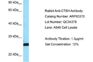 Western Blotting (WB) image for anti-Cathepsin H (CTSH) (C-Term) antibody (ABIN2789470) (Cathepsin H anticorps  (C-Term))