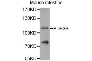Western blot analysis of extracts of mouse small intestine, using PDE3B antibody (ABIN5974684) at 1/1000 dilution. (PDE3B anticorps)