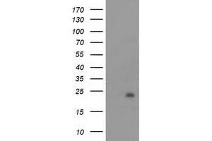 HEK293T cells were transfected with the pCMV6-ENTRY control (Left lane) or pCMV6-ENTRY NDUFB9 (Right lane) cDNA for 48 hrs and lysed.