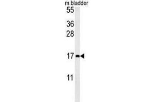 CCL4 Antibody (Center) western blot analysis in mouse bladder tissue lysates (15µg/lane). (CCL4 anticorps  (Middle Region))