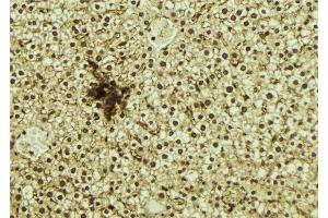 ABIN6273274 at 1/100 staining Mouse liver tissue by IHC-P. (NR1D1 anticorps  (N-Term))