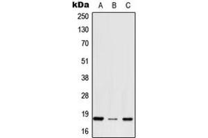 Western blot analysis of RPS27 expression in HepG2 (A), NIH3T3 (B), H9C2 (C) whole cell lysates. (RPS27 anticorps  (N-Term))