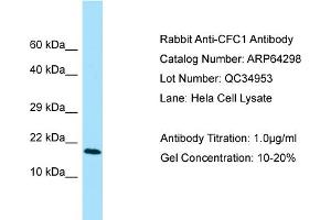 Western Blotting (WB) image for anti-Cripto, FRL-1, Cryptic Family 1 (CFC1) (N-Term) antibody (ABIN2789795) (CFC1 anticorps  (N-Term))