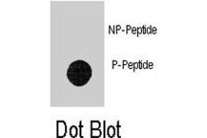 Dot blot analysis of LEO1 (phospho S551) polyclonal antibody  on nitrocellulose membrane. (LEO1 anticorps  (pSer551))