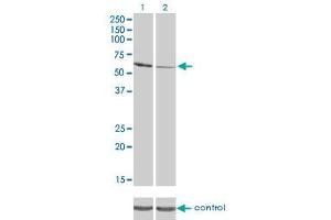Western blot analysis of RIOK3 over-expressed 293 cell line, cotransfected with RIOK3 Validated Chimera RNAi (Lane 2) or non-transfected control (Lane 1). (RIOK3 anticorps  (AA 411-516))