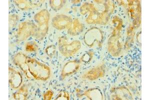 Immunohistochemistry of paraffin-embedded human kidney tissue using ABIN7145745 at dilution of 1:100