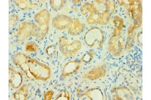 Immunohistochemistry of paraffin-embedded human kidney tissue using ABIN7145745 at dilution of 1:100 (BCAT2 anticorps  (AA 20-200))