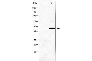 Western blot analysis of GATA1 expression in K562 whole cell lysates,The lane on the left is treated with the antigen-specific peptide. (GATA1 anticorps  (Internal Region))
