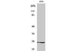 Western Blotting (WB) image for anti-Gap Junction Protein, beta 7, 25kDa (GJb7) (Internal Region) antibody (ABIN3184029) (GJB7 anticorps  (Internal Region))