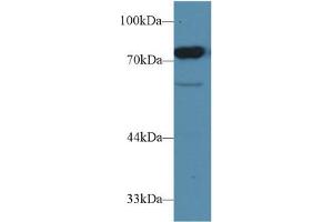 Western Blot; Sample: Rat Testis lysate; Primary Ab: 1µg/ml Rabbit Anti-Rat CD2AP Antibody Second Ab: 0.