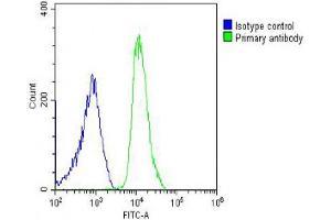 anti-SH3 and PX Domains 2B (SH3PXD2B) (AA 596-628) antibody
