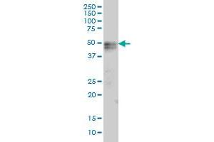 TNFRSF19 monoclonal antibody (M01A), clone 2G4 Western Blot analysis of TNFRSF19 expression in HepG2 . (TNFRSF19 anticorps  (AA 30-119))