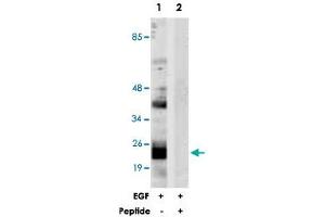 Western blot analysis of extracts from NIH/3T3 cells, treated with EGF (200 ng/mL, 30 mins), using PTGES3 polyclonal antibody . (PTGES3 anticorps  (Ser113))