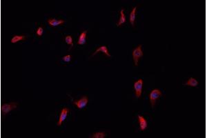 ABIN6266496 staining HepG2  cells by IF/ICC. (ANXA6 anticorps  (N-Term))