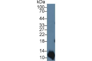 Western Blot; Sample: Human A431 cell lysate; Primary Ab: 3µg/ml Rabbit Anti-Bovine S100A2 Antibody Second Ab: 0. (S100A2 anticorps  (AA 1-97))