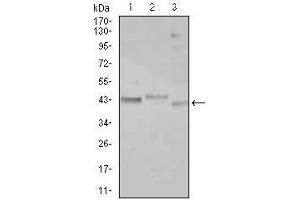 Western blot analysis using CEBPA mouse mAb against Jurkat (1), k562 (2), and HepG2 (3) cell lysate.