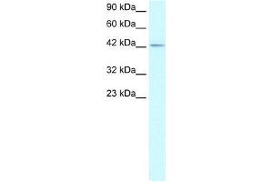 Human HepG2; WB Suggested Anti-ZNF207 Antibody Titration: 1. (ZNF207 anticorps  (Middle Region))