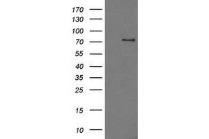 Image no. 1 for anti-phosphodiesterase 10A (PDE10A) antibody (ABIN1500071) (PDE10A anticorps)