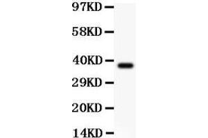 Anti-Bmi1 Picoband antibody,  All lanes: Anti BMI1  at 0. (BMI1 anticorps  (Middle Region))