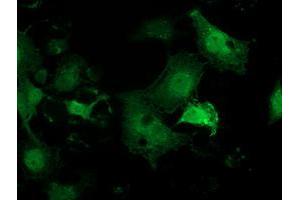 Anti-PNMT mouse monoclonal antibody (ABIN2454537) immunofluorescent staining of COS7 cells transiently transfected by pCMV6-ENTRY PNMT (RC206586). (PNMT anticorps)