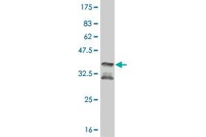 Western Blot detection against Immunogen (35.