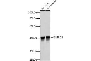 Western blot analysis of extracts of various cell lines, using ENTPD5 Rabbit mAb (ABIN7266895) at 1:3000 dilution.