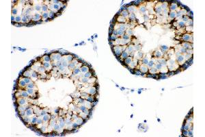 Anti- BAG2 Picoband antibody,IHC(P) IHC(P): Rat Testis Tissue