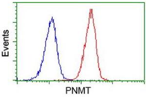 Image no. 2 for anti-Phenylethanolamine N-Methyltransferase (PNMT) antibody (ABIN1500311) (PNMT anticorps)