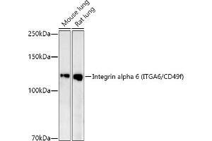 Western blot analysis of extracts of various cell lines, using Integrin alpha 6 (ITG/CD49f) antibody (ABIN7267938) at 1:1000 dilution. (ITGA6 anticorps)
