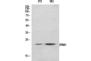 Western Blot (WB) analysis of specific cells using Ephrin-A1 Polyclonal Antibody. (Ephrin A1 anticorps  (Internal Region))