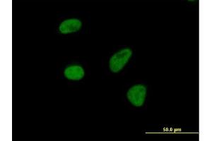 Immunofluorescence of purified MaxPab antibody to THOC3 on HeLa cell. (THO Complex 3 anticorps  (AA 1-351))