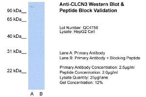 Host:  Rabbit  Target Name:  CLCN3  Sample Type:  HepG2  Lane A:  Primary Antibody  Lane B:  Primary Antibody + Blocking Peptide  Primary Antibody Concentration:  2. (CLCN3 anticorps  (C-Term))