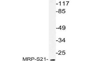 Western blot analysis of MRP-S21 Antibody in extracts from COS cells. (MRPS21 anticorps)