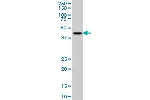 MKNK2 monoclonal antibody (M07), clone 2A10 Western Blot analysis of MKNK2 expression in K-562 . (MKNK2 anticorps  (AA 1-158))
